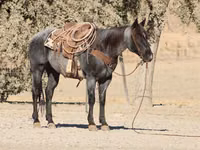 Hengst, Quarter Horse — Foto 4