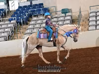 فرس, Palomino — الصورة 7