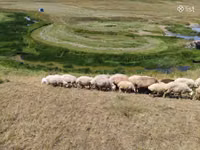 Brebis, Balbas sheep — photo 8