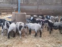 Domba jantan, White Suffolk sheep — foto 2
