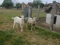 雄羊, Merino sheep — 写真 1