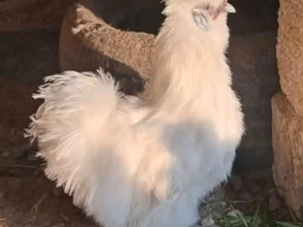 Brahma
