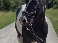 فرس, Horse breed — الصورة 6