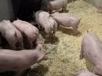 Schweine (Partie, Geschlecht nicht angegeben) — Foto 7