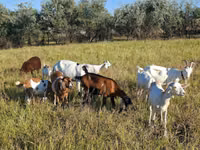 Cabra, Nubian Goat — foto 1