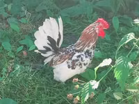 Bantam japonesa — foto 3