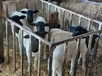 Ram, Dorper sheep — photo 5
