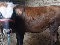 गाय, कल्मिक नस्ल — फ़ोटो 1