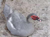 Ducks — Foto 2