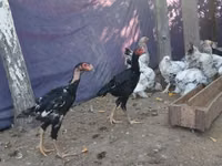 Malay Game — photo 2
