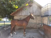 Caballo, Gidran — foto 4