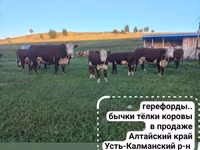 Banteng, Ayrshire — foto 8
