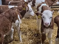 मवेशी (लॉट, लिंग निर्दिष्ट नहीं), Simmental cattle — फ़ोटो 3