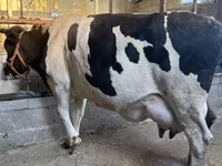 Vaca, Raza Holstein — foto 3