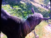 Billy Goat, Goats — photo 4