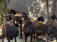Domba jantan, Aland sheep — foto 5