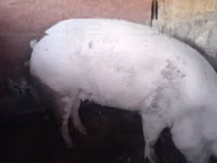 Babi (batch, jenis kelamin tidak disebutkan) — foto 3