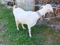 Cabra, Beetal goats — foto 2
