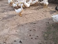 American Pekin — Foto 2