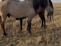 Cheval, Bashkir horse — photo 2