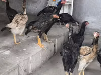 Chickens — 写真 4