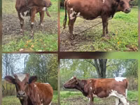 Vaca, Ayrshire — foto 2