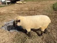 Widder, Hampshire sheep — Foto 5
