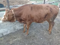 Sapi, Simmental cattle — foto 6