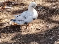 Ducks — foto 2