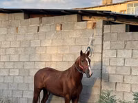 حصان, Friesian sport horse — الصورة 2