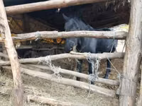 Stute, Nonius horse — Foto 6