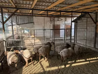 भेड़, Rhon sheep — फ़ोटो 1