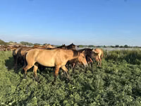 Kuda jantan, Bashkir horse — foto 1