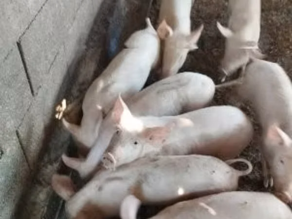 Babi jantan, 