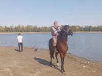 حصان, Friesian sport horse — الصورة 3