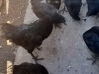 Ayam Cemani — photo 3