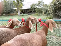 雌羊, Arashan sheep — 写真 2