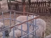 Widder, Cerry Hill sheep — Foto 2