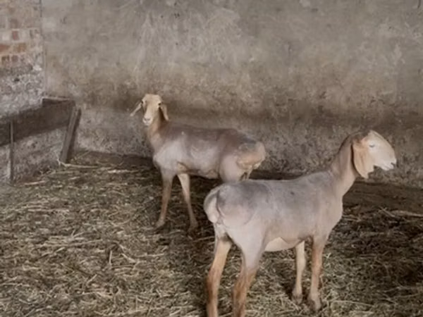 雌羊, Hissar sheep