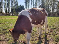 雄牛, Simmental cattle — 写真 4
