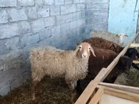 Sheep, Beulah Speckled face sheep — photo 3
