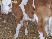 Bovins (lot, sexe non indiqué), Simmental cattle — photo 6