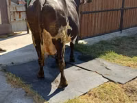 Vaca, Raza Alatau — foto 5