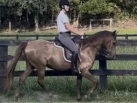 Yegua, Rocky Mountain Horse — foto 8