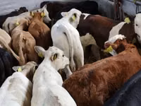 Cattle (batch, sex not specified), Hereford — photo 1