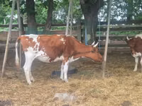 गाय, ऐरशायर — फ़ोटो 1