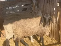 Carnero, Tsigai sheep — foto 2