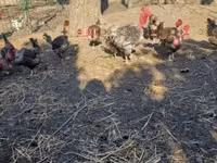 Poule danoise — photo 3