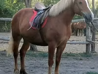 Stute, Haflinger — Foto 1
