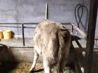 Domba betina, Dala sheep — foto 4